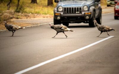 AVOIDING COLLISIONS WITH ANIMALS